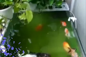 鱼缸长绿水别着急，鱼缸绿水青苔还有这样的好处，孔雀鱼很喜欢