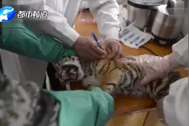 尖叫到破音！华南虎宝宝打疫苗，奶凶奶凶哒：“喵嗷”！视频封面