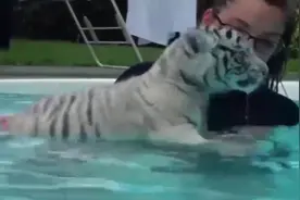 国外美女养老虎做宠物，带到泳池永远，小老虎的动作太逗了视频封面