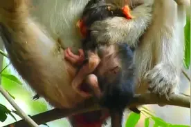 可怜的新生猴宝宝被妈妈抱去爬树, 谁知这粗心的母猴一点不靠谱!视频封面