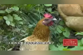 市民爬山发现西湖景区有人养鸡，城管工作人员上门将鸡抓走视频封面