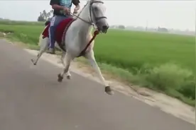 看了这匹马的跑法，都忘记普通马是怎么跑的了，这是顺拐了？视频封面