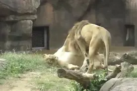 狮子的恋爱时间，母狮不时对雄狮咆哮，还不乖乖听话视频封面