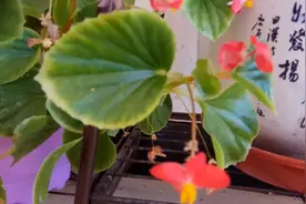盆栽四季海棠黄叶不要急，小花匠教你两招，简单实用