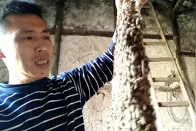 老蜂农说公蜂巢可以这样处理，简单又粗暴，就是不知道管不管用