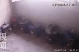 西安鄠邑民警查处非法养殖野生鸟类窝点  112只野生鸟被放归山林视频封面