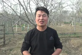 什么品种樱桃最好吃，经济效益最好，亩产效益上万不是问题视频封面