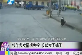 牧羊犬发情期失控 咬破女子裤子视频封面