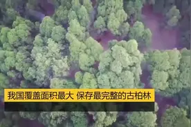 黄帝陵的古柏林视频封面