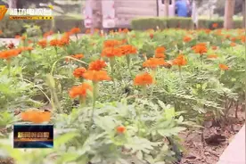 潍坊春季赏花攻略 看这里！视频封面