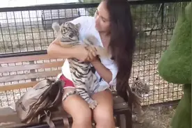 小姐姐把小老虎抱在怀里要亲它，小老虎小爪子赶紧挡住一脸的嫌弃视频封面