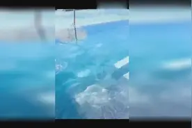 陈赫的姑娘不下水，是因为怕水吗，还是不喜欢湿身视频封面