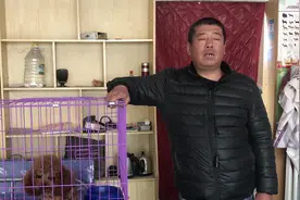 养狗十几年的大叔讲泰迪犬“跑窝”知识，详细到位，收藏了！视频封面