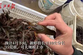 武汉4月底将迎来小龙虾上市高峰视频封面