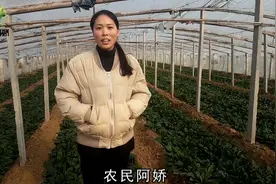 走进5亩地的菠菜大棚，一亩地能产3000斤左右视频封面
