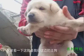 农村田园犬刚生的狗仔被扔进垃圾桶，命运悲惨可怜！视频封面