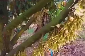 榴莲生长全过程，从开花到结果，看完终于知道榴莲为什么那么贵了