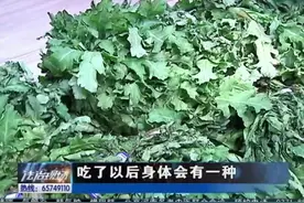 千柱罂粟苗现身菜市场，被当菜卖还不知情？菜农却对民警这样说视频封面