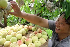 农民种植桃子，桃树花后管理很关键？高级农艺师会怎么认为呢视频封面