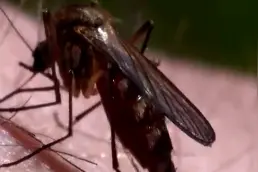 实测：一只蚊子花三分钟喝饱血，你忍住不拍，它的结局很惨！