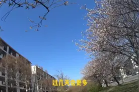 韩国为啥种日本樱花视频封面