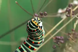 金凤蝶幼虫在觅食，吃得好快视频封面