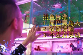 98秒看“养鱼说”如何挑选地摊精品孔雀鱼，以及新鱼入缸技巧视频封面