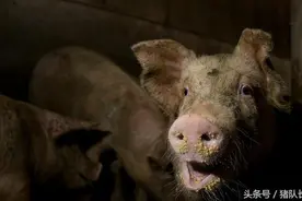 猪场发生严重便秘，维生素b，绝对不要用！视频封面