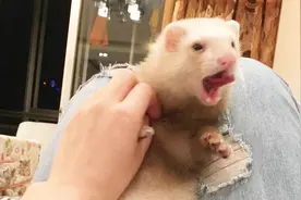 养猫养狗的人，你们未必养的了它视频封面