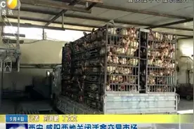 西安 咸阳两地关闭活禽交易市场 记者走访市场未发现私售活禽视频封面