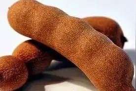 吃完罗望子种子千万不要扔，种到花盆里像含羞草一样好看