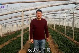 柱子带你走进岳母的4亩菠菜大棚，亩产3000斤，利润还是很可观