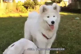 萨摩耶被称为“微笑天使”,它做出那样的表情真的是在微笑吗