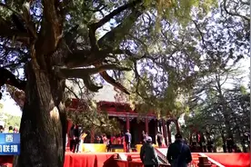 【春天里的陕西 黄帝陵】古老神奇的黄帝陵古柏群视频封面