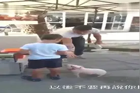 以后不要再说你比猪还笨了，哈哈，猪比你聪明多了