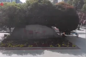 襄阳四中的樱花开啦。视频封面