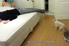 猫对主人真的有感情么说出来你都不敢信视频封面