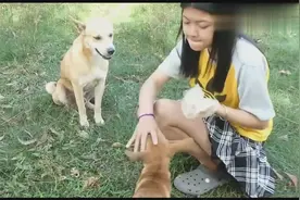学妹最喜欢狗狗了，看狗狗顺从的样子，不愧是“舔狗”