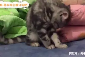 猫咪为什么会咬自己的脚，原因有点搞笑视频封面