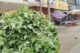 广西灵山的习俗，三月三每家每户做黑米饭吃，你们见过这样的吗视频封面