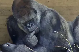 吃香蕉最优雅的大猩猩先生