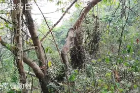 云南和缅甸交界处是什么样的呢？跟着芒果去看看视频封面