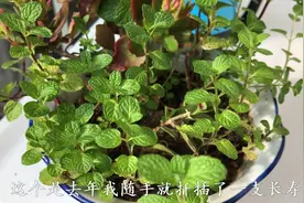盆栽薄荷养护方法，教你几招再也不黄叶不烂根