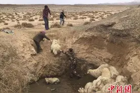 甘肃肃北羊群被困深坑 边防官兵肩扛解救图片