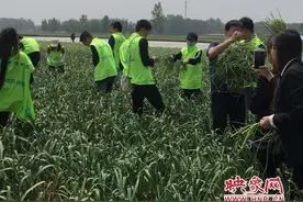 蒜苔白送没人要！9岁小朋友网上求助 爱心人士帮忙图片