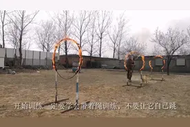 中华田园犬】土狗大黄正式跳火圈（训练军犬科目只是为了潜能）视频封面