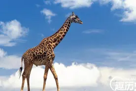 长颈鹿的脖子为什么会越来越长？目的是什么图片