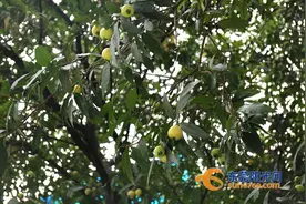 东莞人小时候都吃过这种水果 如今不受待见 据说有安胎奇效图片