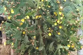 农家院坝惊现巨型仙人掌 开花万朵有美容功效图片