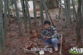 这春笋挖得过瘾，农村小哥给锄头都整断了，竹林挖笋要注意防火！视频封面